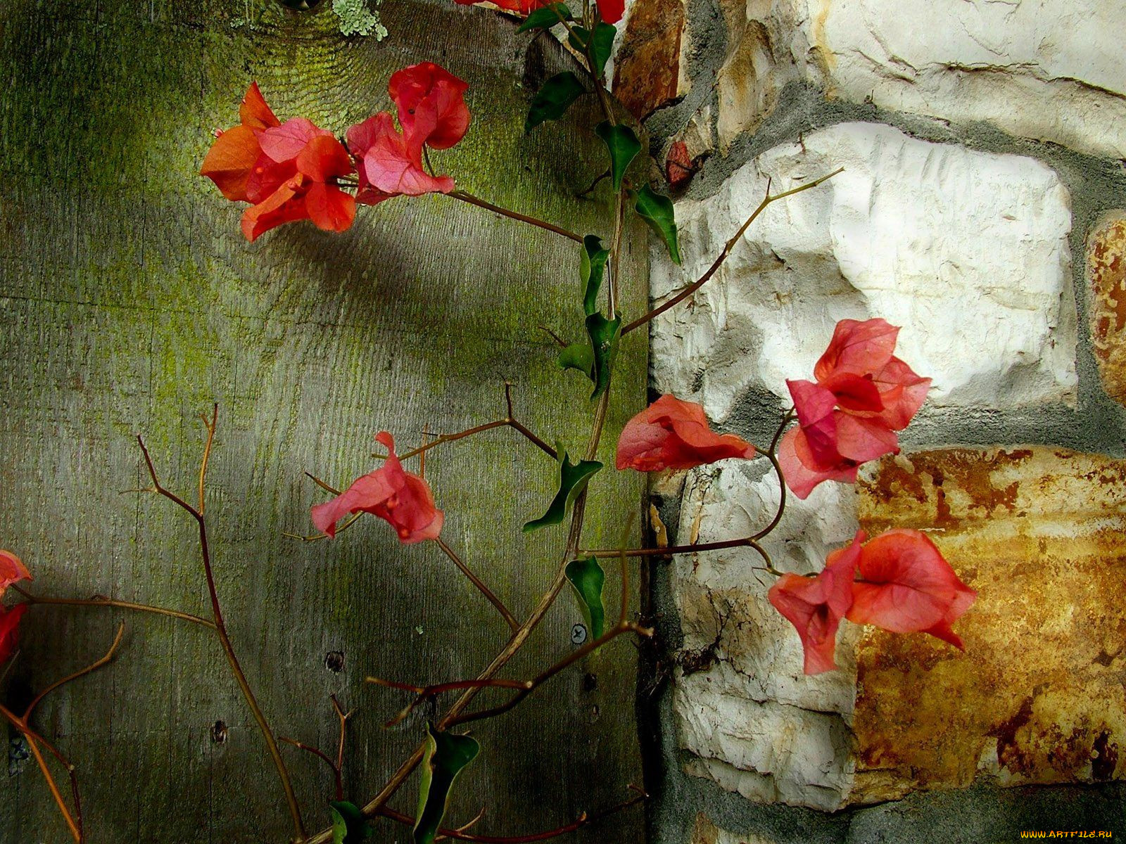 bougainvillea, branch, , 